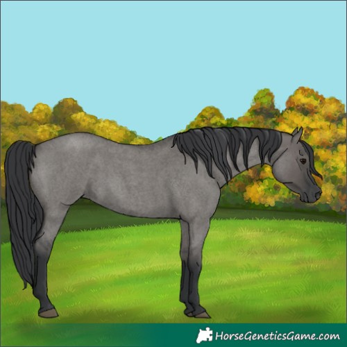 Horse Color:Grullo Roan 