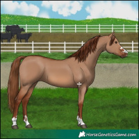 Horse Color:Red Dun 