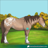 Horse Color:Amber Champagne Sabino Tobiano Appaloosa  and Amber Champagne Sabino Tobiano Appaloosa 