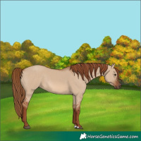 Horse Color:Red Dun 