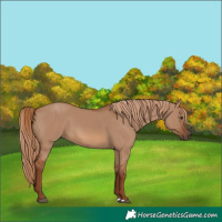 Horse Color:Red Dun 