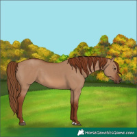 Horse Color:Red Dun 