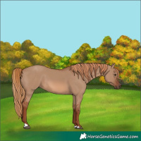 Horse Color:Red Dun 