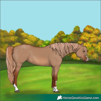 Horse Color:Red Dun 