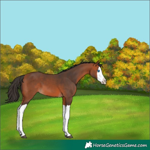 Horse Color:Bay Splash 