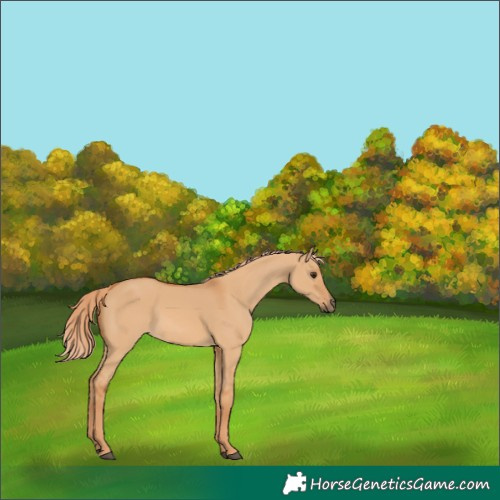 Horse Color:Red Dun 