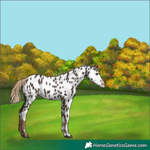 Horse Color:Liver Chestnut Appaloosa 