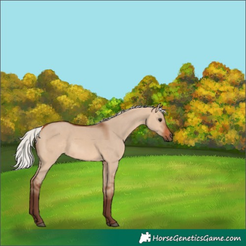 Horse Color:Silver Bay Dun 