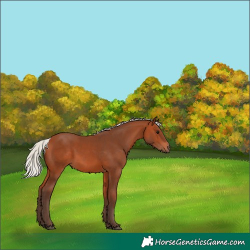 Horse Color:Silver Bay 
