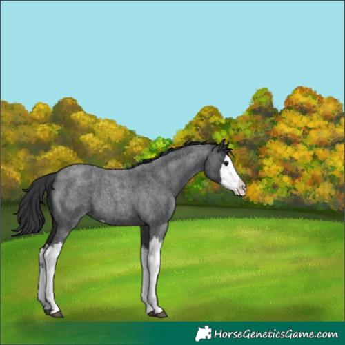Horse Color:Blue Roan Splash 