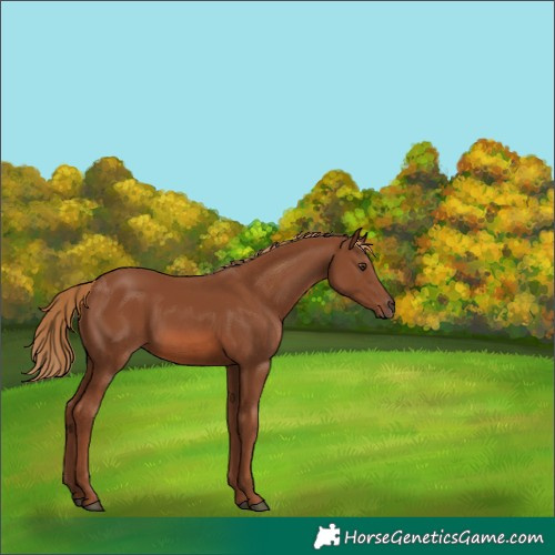 Horse Color:Chestnut 