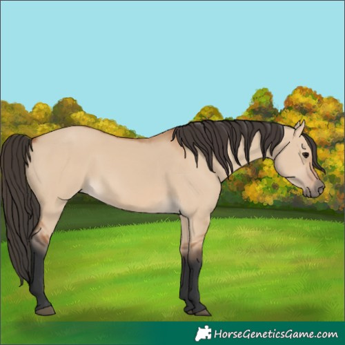 Horse Color:Bay Dun 