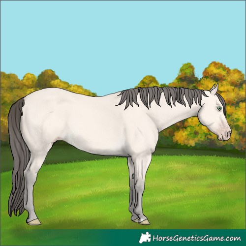 Horse Color:Amber Cream Champagne 