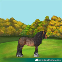 Horse Color:Brown Rabicano and Buckskin Rabicano