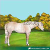 Horse Color:Cremello Splash and Gray Cremello Splash