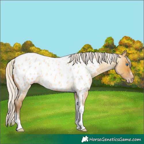 Horse Color:Gray Silver Amber Cream Champagne Roan Dun Splash Tobiano Frame Near Leopard Rabicano