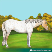 Horse Color:Gray Silver Amber Cream Champagne Roan Dun Splash Tobiano Frame Appaloosa Rabicano 
