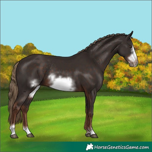 Horse Color:Unknown 