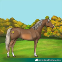 Horse Color:Chocolate Palomino 