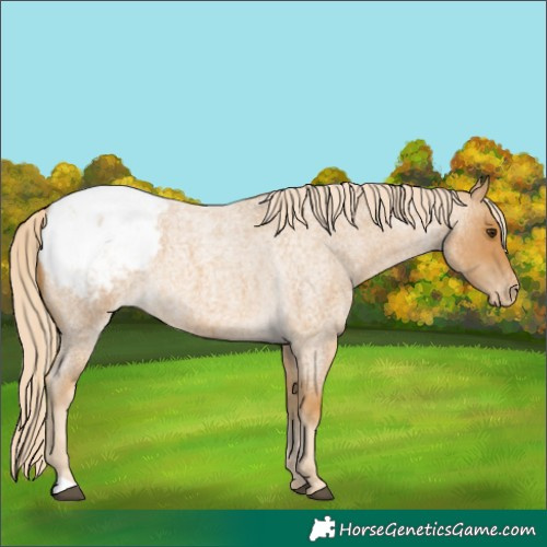 Horse Color:Palomino Roan Appaloosa