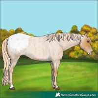 Horse Color:Palomino Roan Appaloosa 