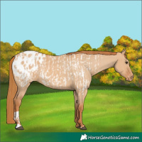 Horse Color:Red Dun Appaloosa  and Red Dun Appaloosa 