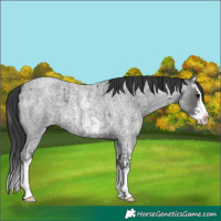 Horse Color:Blue Roan Sabino Splash  and Blue Roan Sabino Splash 