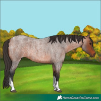 Horse Color:Bay Roan Tobiano
