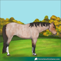Horse Color:Bay Roan Tobiano