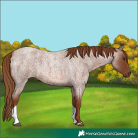 Horse Color:Red Roan Tobiano 