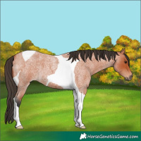 Horse Color:Bay Roan Tobiano