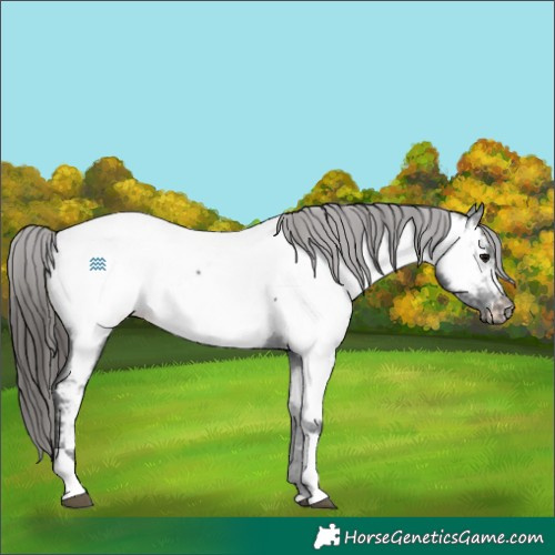 Horse Color:Black Tobiano Appaloosa 