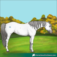 Horse Color:Black Tobiano Appaloosa