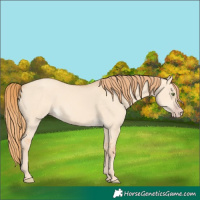 Horse Color:Gold Champagne Dun