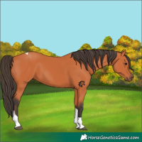 Horse Color:Bay Tobiano