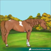 Horse Color:Chestnut Tobiano