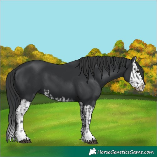 Horse Color:Black  and Black Splash 