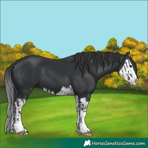 Horse Color:Black  and Black Splash 