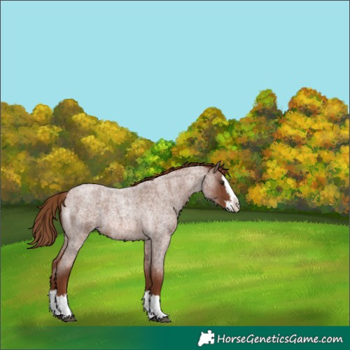 Horse Color:Red Roan Splash 