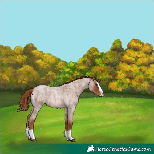 Horse Color:Red Roan Splash 