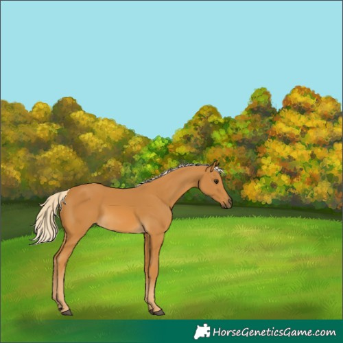 Horse Color:Palomino 