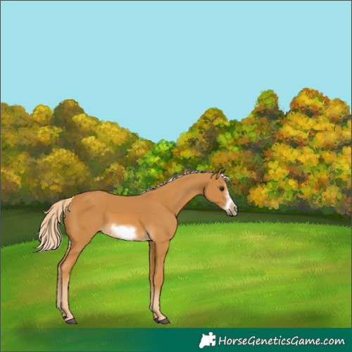 Horse Color:Palomino Frame 