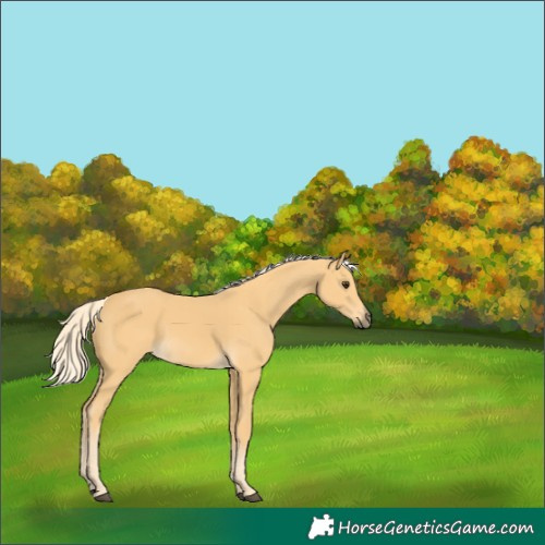 Horse Color:Palomino 