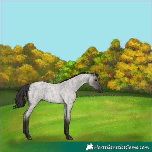 Horse Color:Smoky Grullo Roan 