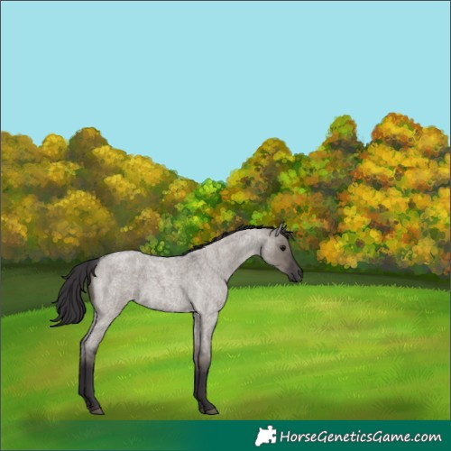 Horse Color:Smoky Grullo Roan 