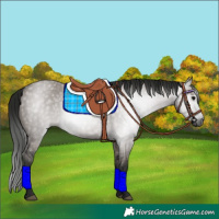 Horse Color:Gray Grullo 