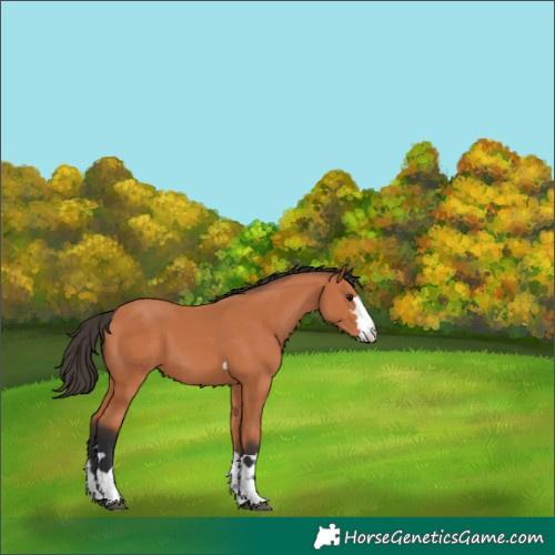 Horse Color:Bay 
