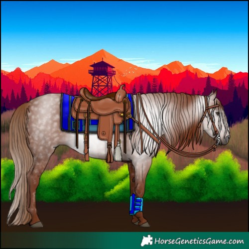 Horse Color:Gray Chestnut 