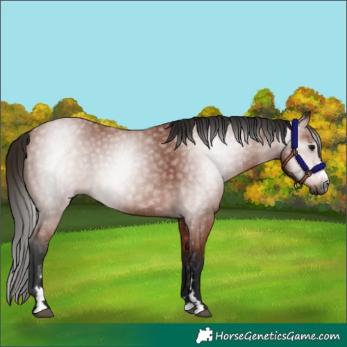 Horse Color:Gray Bay 