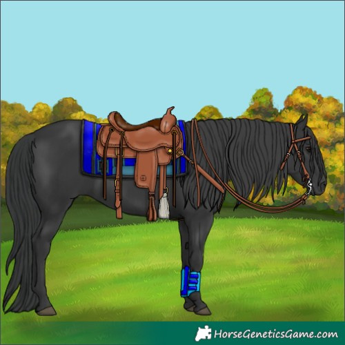 Horse Color:Black 